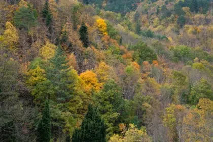 Blog 32 foret montagne automne