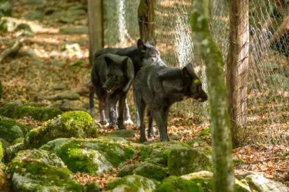 Blog 45 maisons des loups